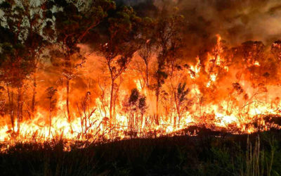 Landowner Tip: Using controlled burning as a tool for Invasive Alien Plant clearing