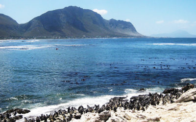 Pringle Bay hosts fire-fighting open day