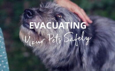 Evacuating your pets safely (tips from Dr Hensie Lategan)