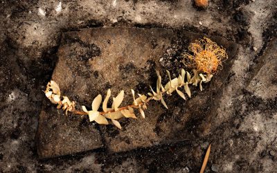 Managing fynbos = Managing fire